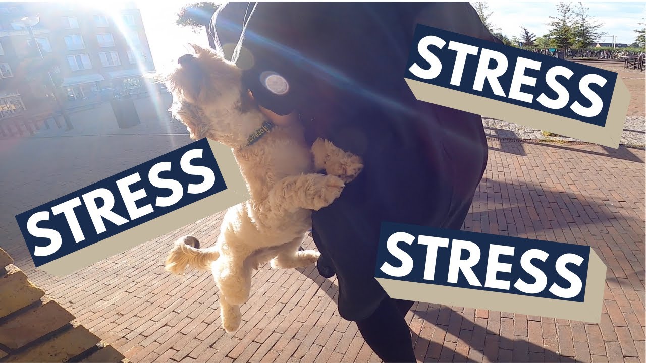 GESTRESSTE EN UITVALLENDE HOND - Review Leidy-methode