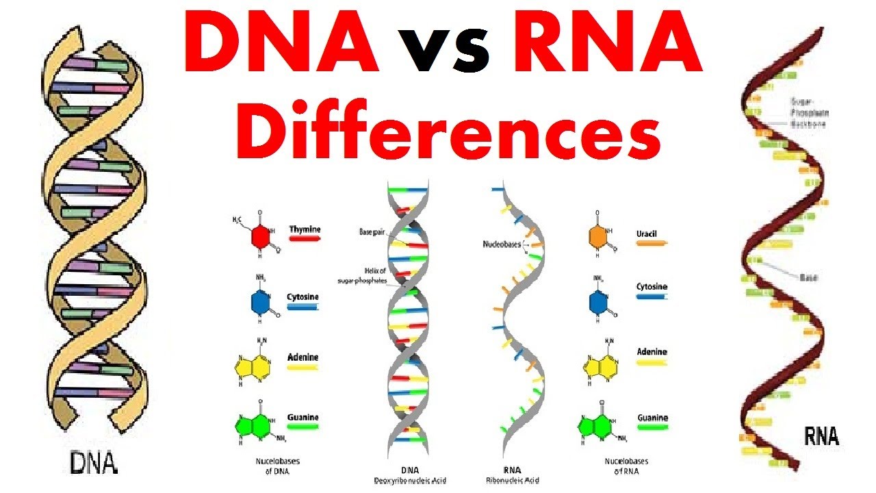 DNA vs RNA Differences | Differences Between DNA and RNA
