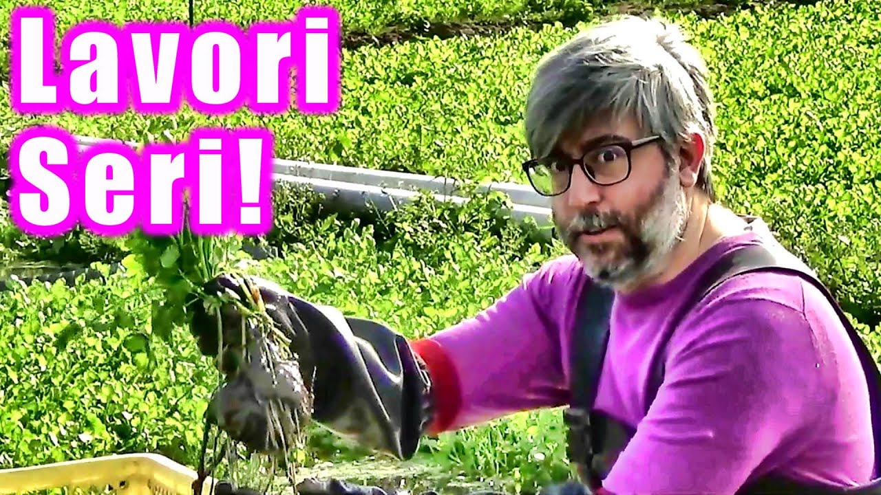 Lavoro nei campi giapponesi con i contadini! - Vivi Giappone