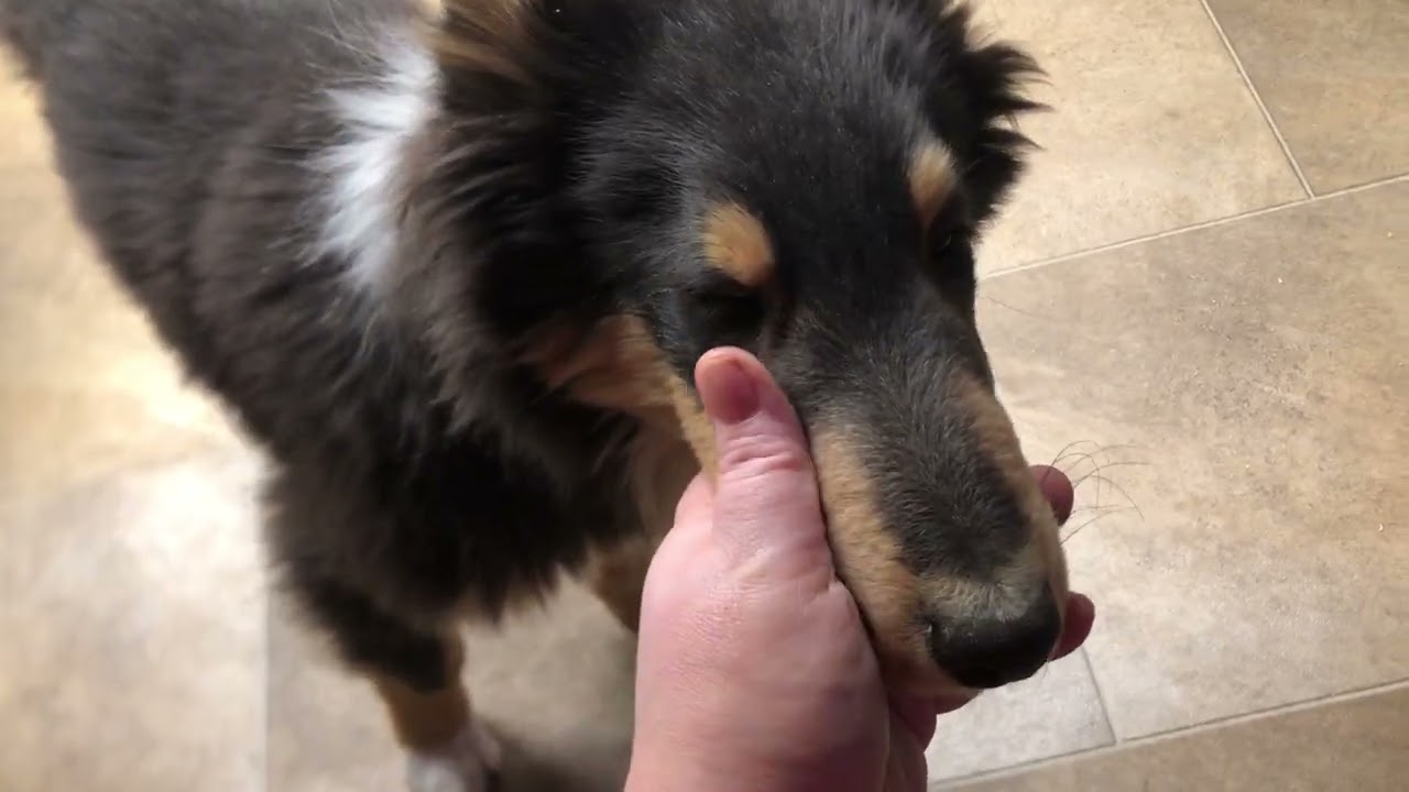 Timbit (Adopted)