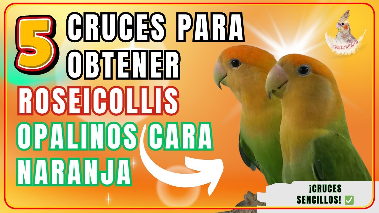 5 Formas de Obtener Agapornis Roseicollis Opalinos Cara Naranja 🧬 | Guía de Cruces