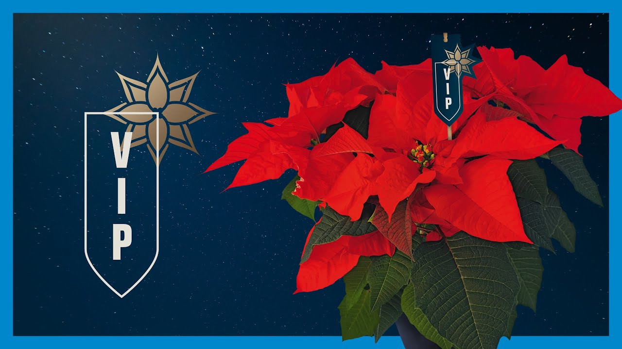 Poinsettia: VIP (Very Innovative Poinsettia) Excellent Red – IT
