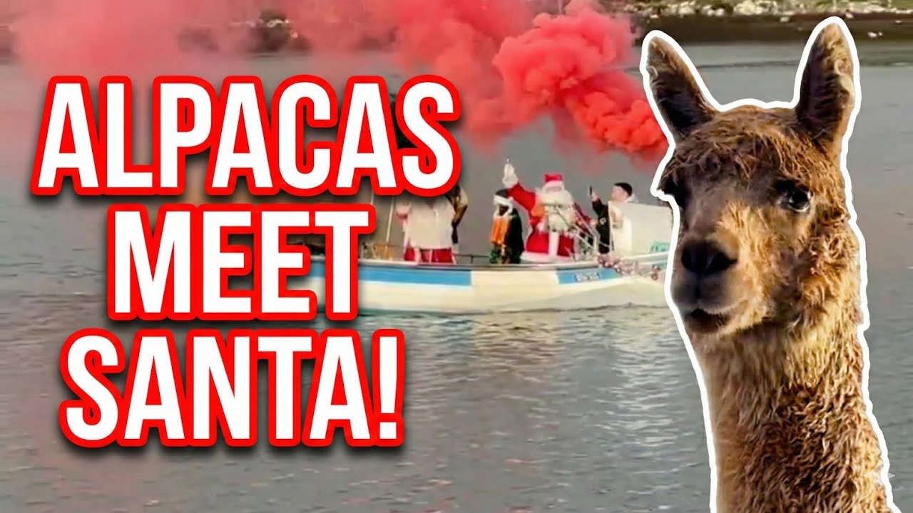Santa Arrived by BOAT to Meet Our Alpacas! 🎅🚤