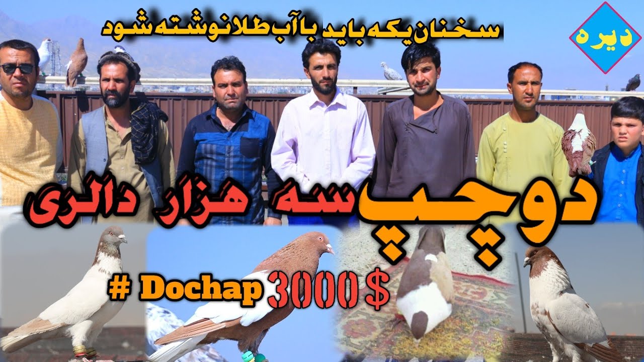 دوچپ /دوچپ را دو ماه شوق کردم که دو تا سه هزار دالر قیمت داشت / دیره با شوقی های چهاردهی زمین
