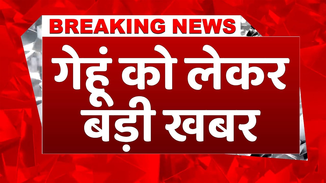 #breakingnews: नई फसल से पहले ही गेहूं के दामों में बड़ी गिरावट, MSP से नीचे पहुंचा भाव! #wheatmsp