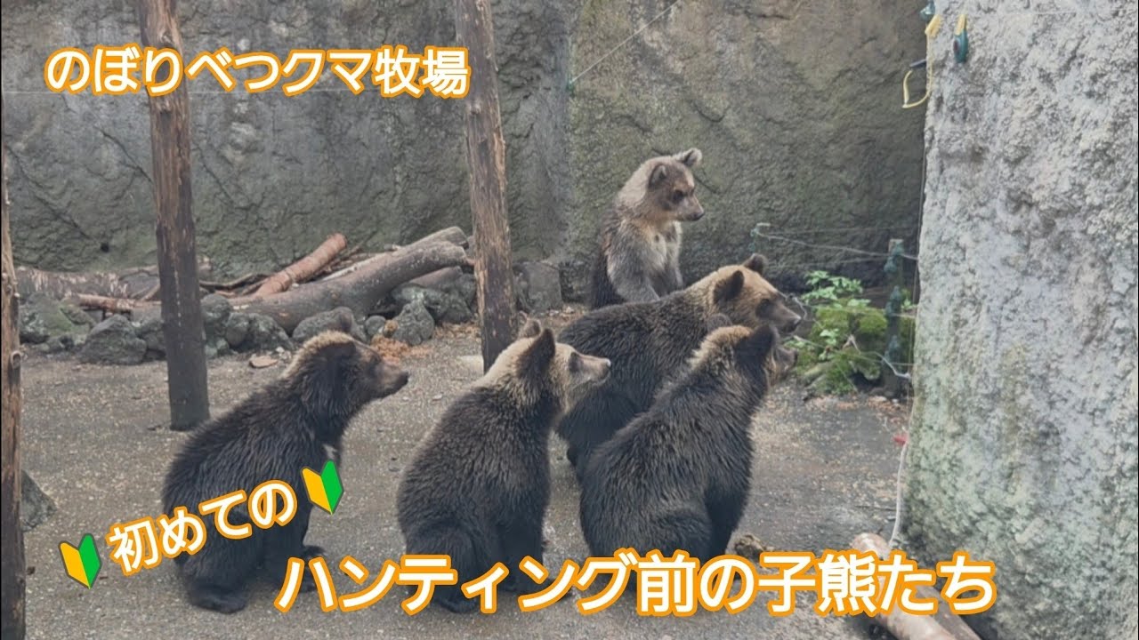 初めてのハンティング前の子熊たち【のぼりべつクマ牧場】