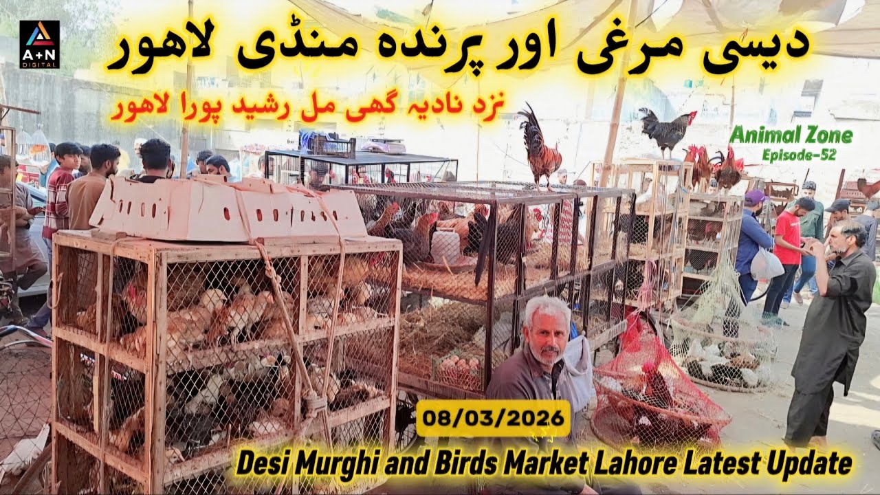 Desi Murghi & Bird Market Lahore Latest Update 08/03/2026 (Nadia Ghee Mill Rasheed Pura Daroghawala)