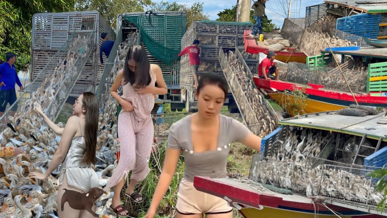 Full Video: How Vietnamese Farmers Move Ducks Across Rivers and Fields