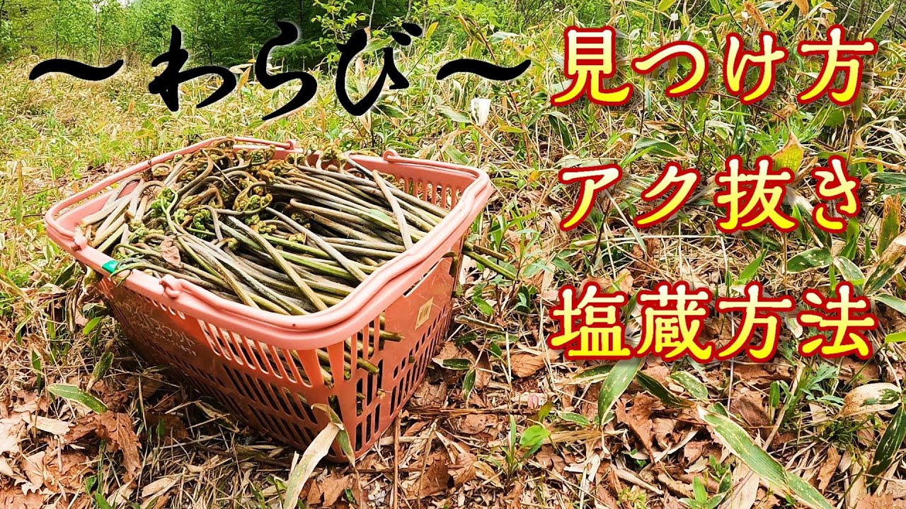 【わらび】採り方、アク抜き、塩蔵方法、全部公開