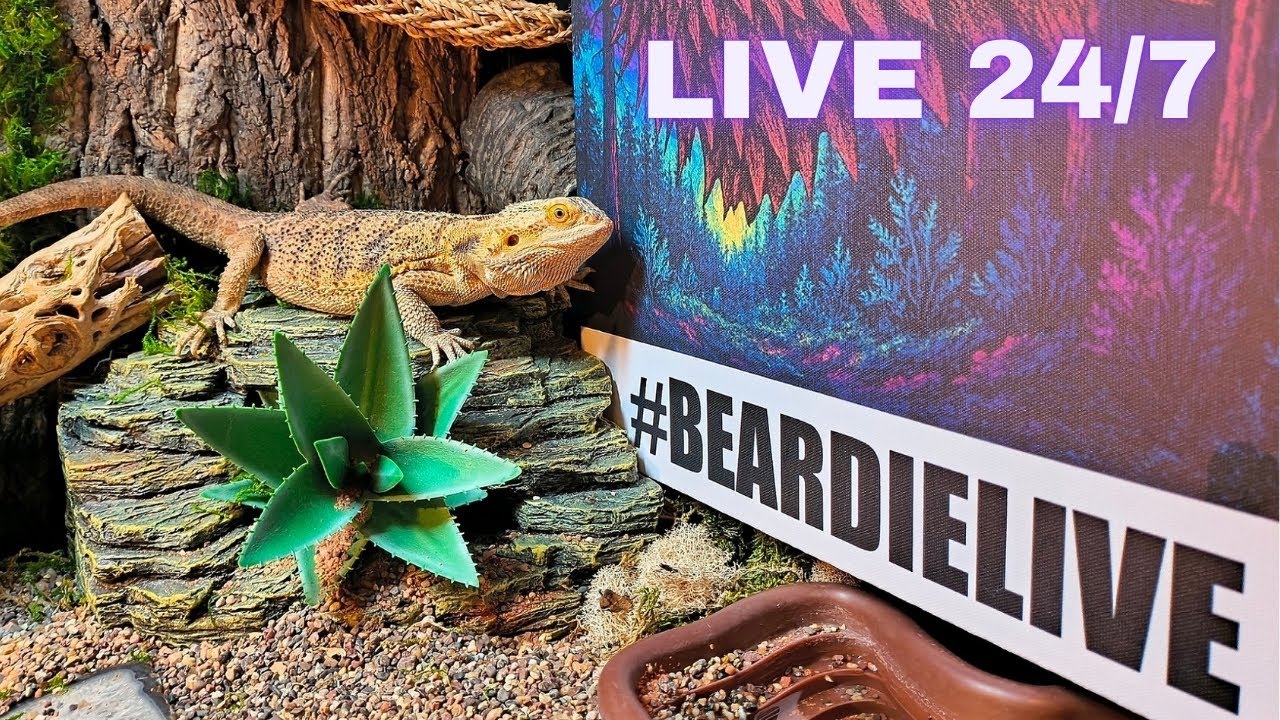 Beardie Live 🦎 | 24/7 Terrarium Stream | Lofi/Chillhop ❤️ 