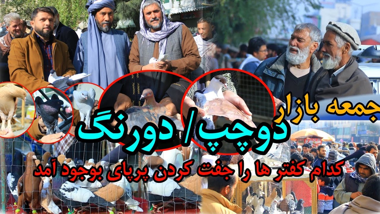 دوچپ یا دو رنگ | پرپای در کفتر کدام عیب های دیگر را بوجود آورد |  Pigeon Bazar Episode -137
