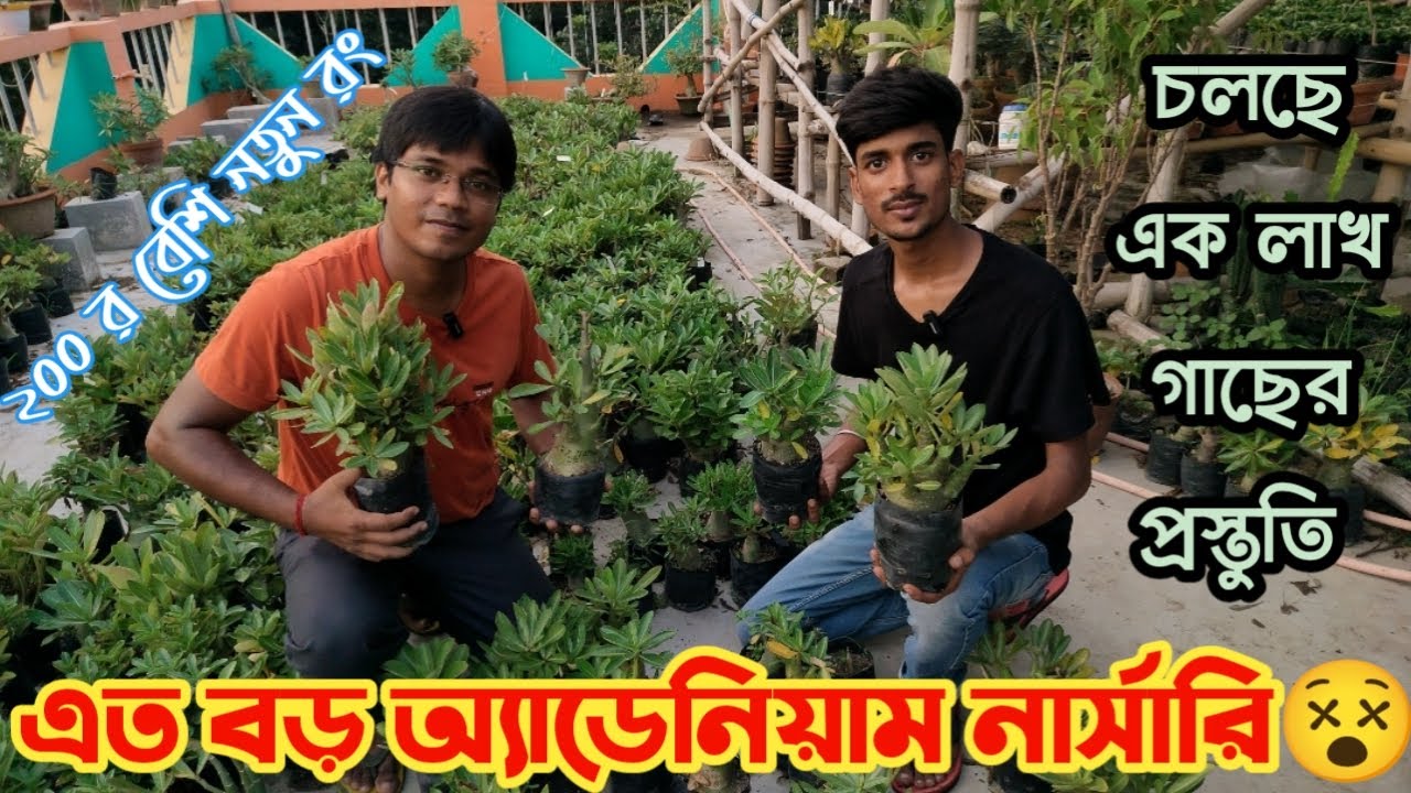 নদিয়ার এই অ্যডেনিয়াম নার্সারি দেখলে অবাক হবেন আপনিও | 200+ একদম নতুন কালার| Biggest Adenium nursery