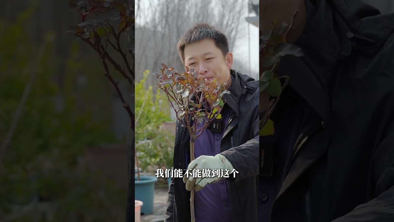 【天狼说月季】棒棒糖月季冬剪，这回帮你抓住精髓！