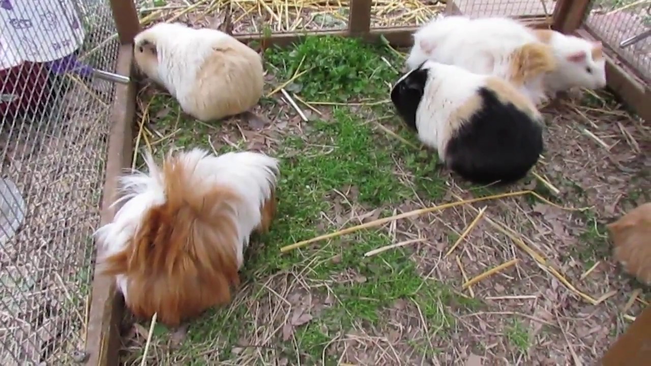 Livestock Experiment: Guinea Pigs