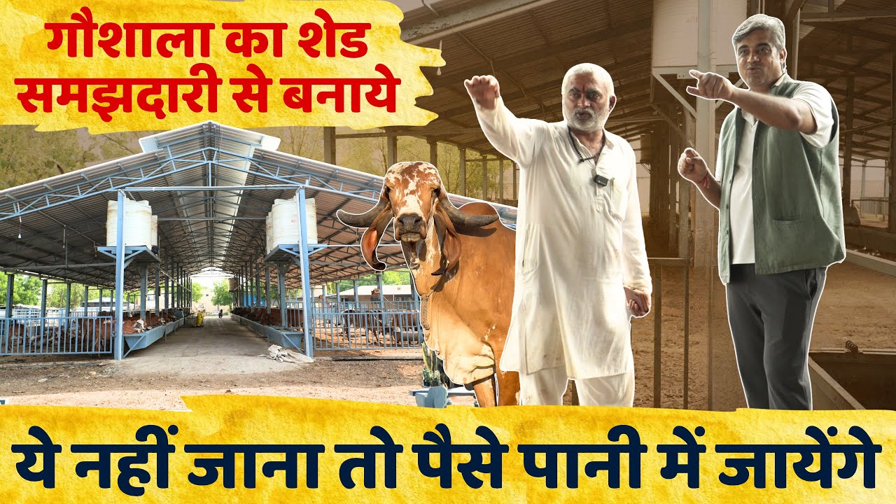 गौशाला का शेड समझदारी से बनाये | आपका पैसा बच जाएगा | Gir Gau Jatan | Rameshbhai Rupareliya