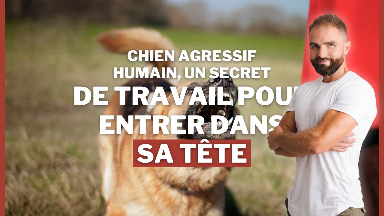 Chien agressif humain : un secret de travail
