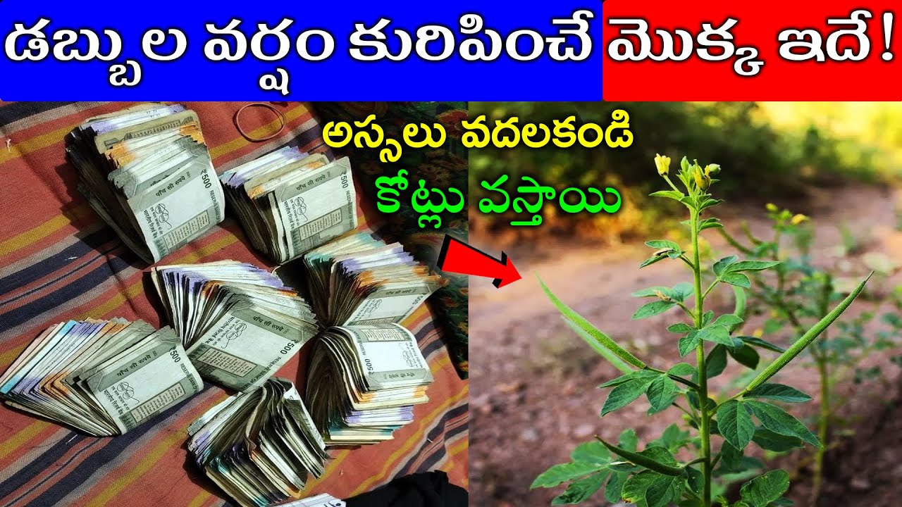 డబ్బు వర్షం కురిపించే మొక్క ఇదే!అస్సలు వదలకండి కోట్లు వస్తాయి
