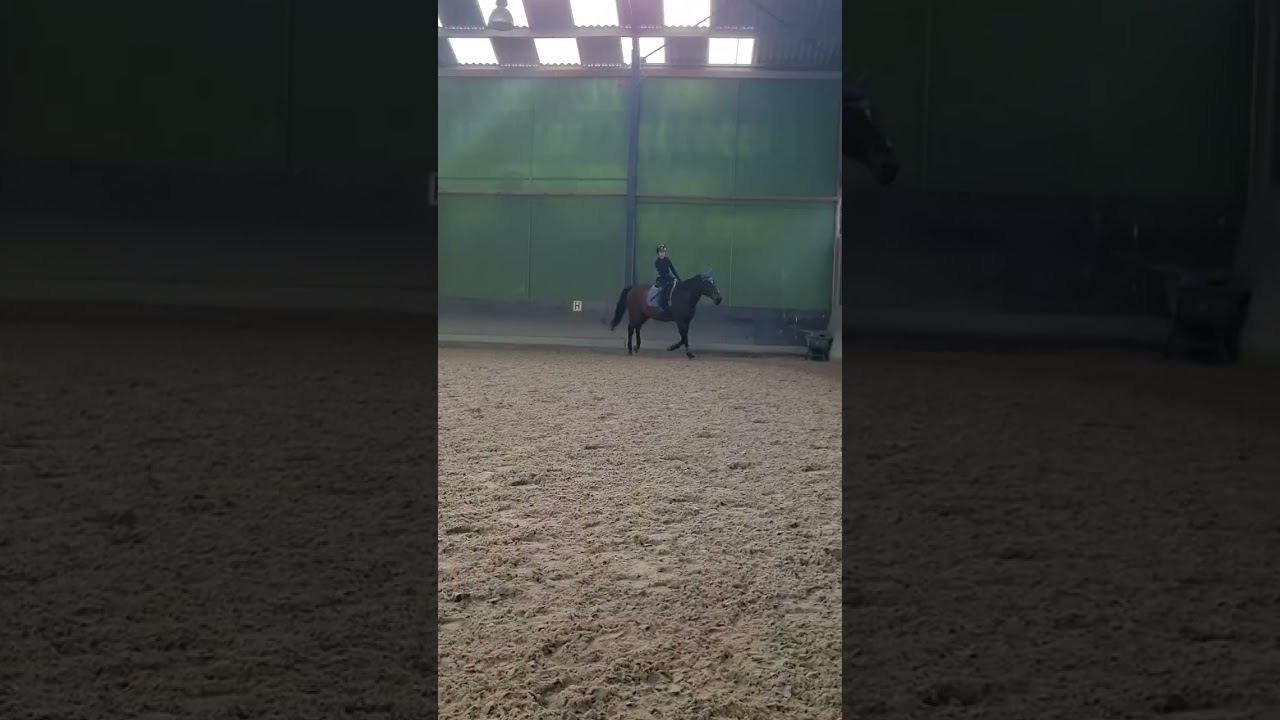 bitloos met het @JesseDrent hoofdstel rijden op deze reus milan🐴