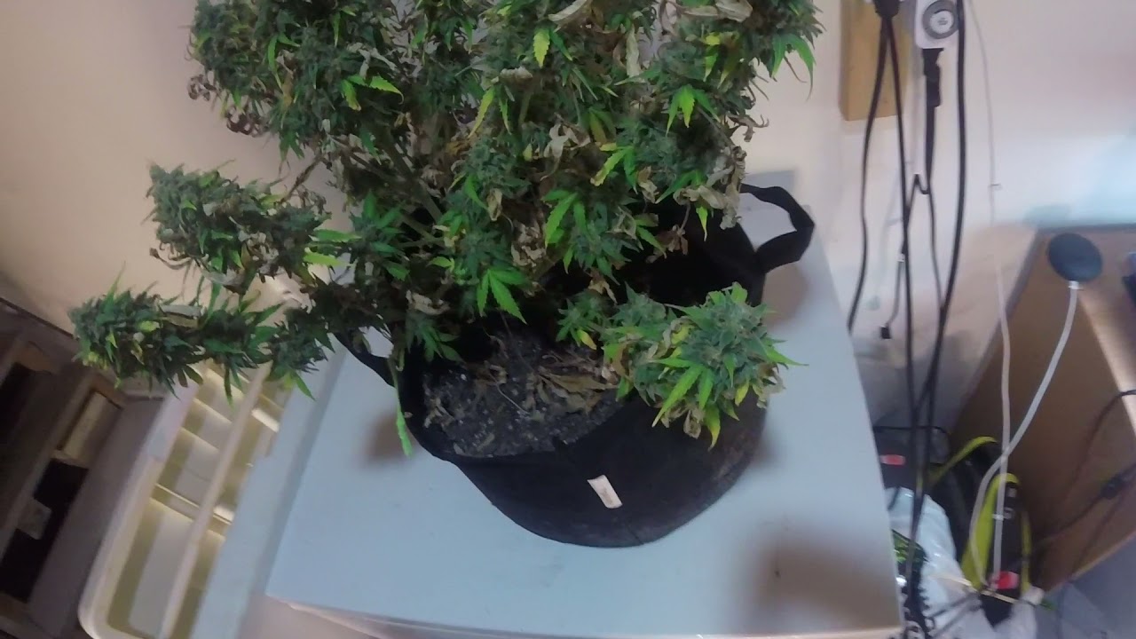 Destiny grow system 4 plant 5 step grow system