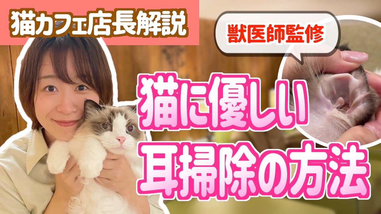 【猫の耳掃除】すぐ出来る！猫に嫌がられないやり方を実演