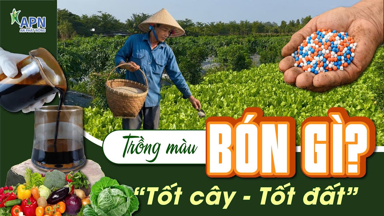 APN - LỢI THẾ CỦA PHÂN HỮU CƠ DẠNG LỎNG ĐỐI VỚI RAU MÀU