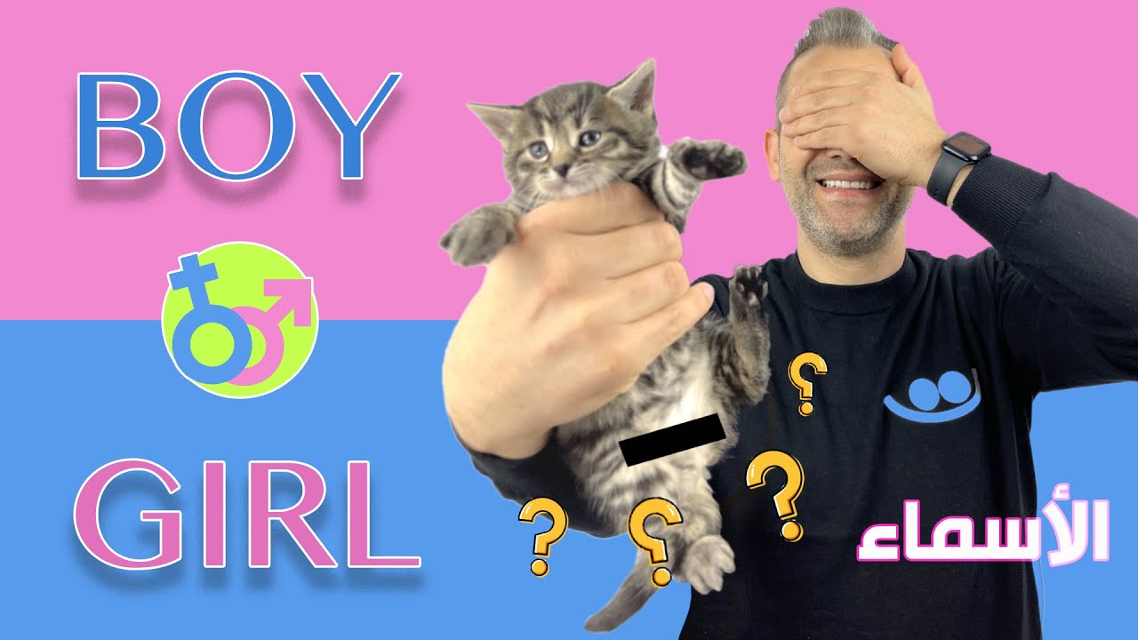 أسماء أولاد نار و شوق 😻 كيف تعرف الأنثى من الذكر | Kittens Gender - Cat Names