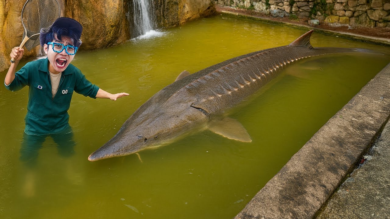 Kita Menemukan Kolam Kakekku yg Terbengkalai PENUH dengan Ikan Monster GIGAS!