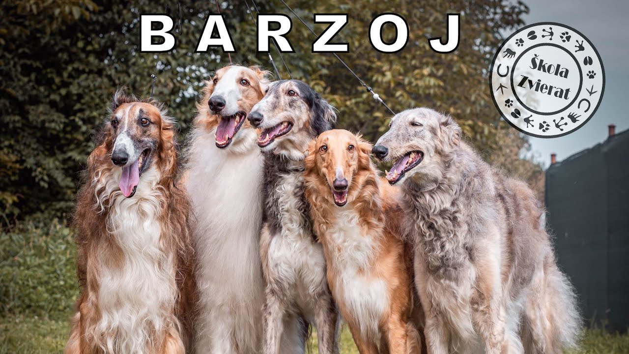 Škola Zvierat - Barzoj