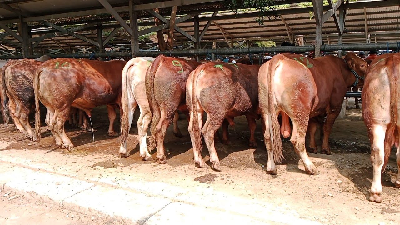 Super Super‼️Sapi Belgian Blue Sudah mulai Masuk || Pasar Hewan Terpadu Tulungaung |