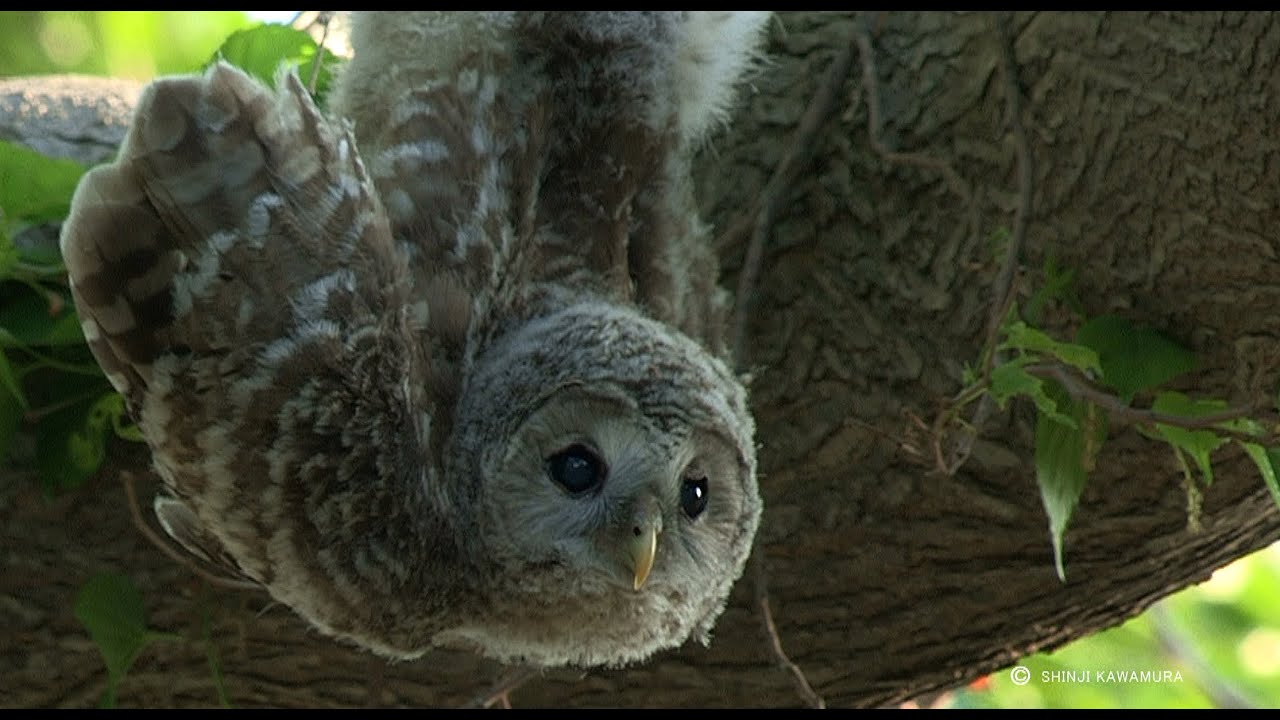 エゾフクロウ物語⑧　Episode⑧　Ural Owl