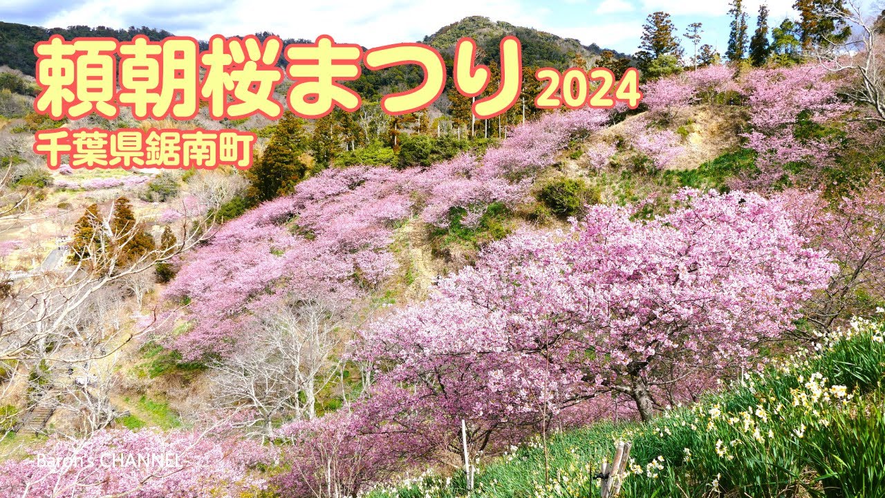 「頼朝桜まつり 2024」満開を迎えた早咲き桜　佐久間ダム親水公園（千葉県鋸南町）2024年2月18日　