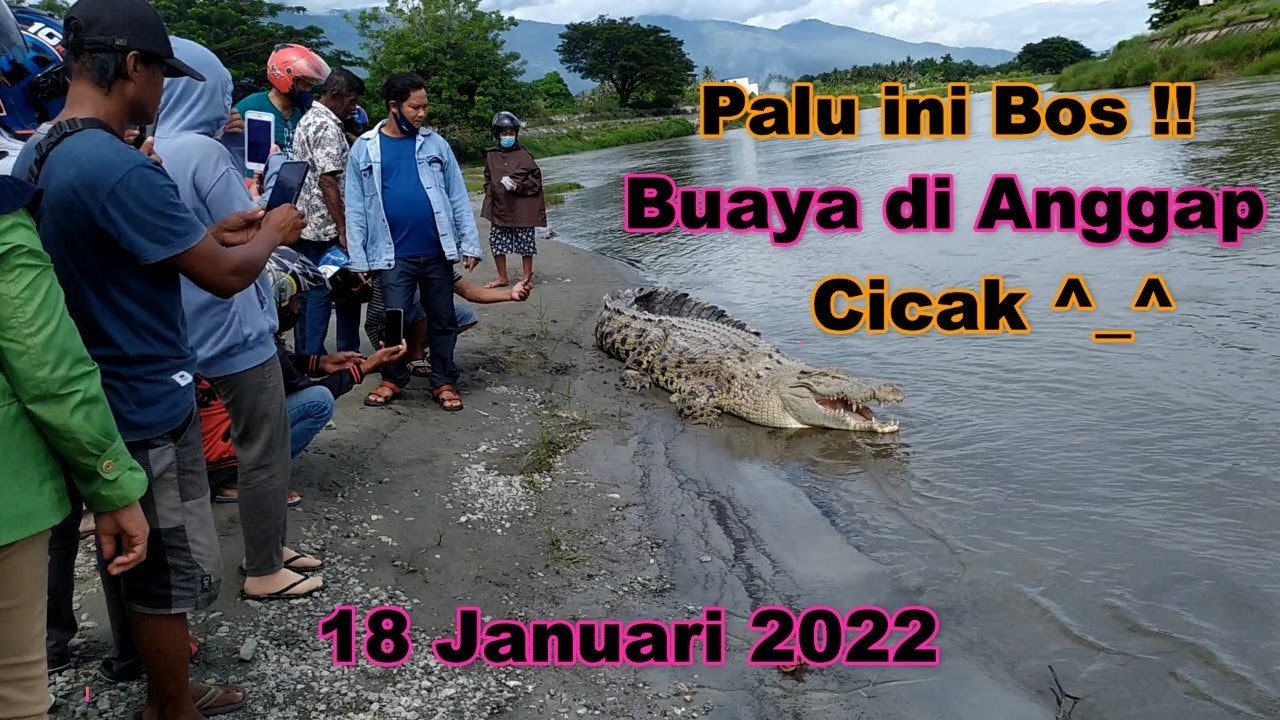 Terbaru Buaya Putih Palu cuma di Anggap Cicak