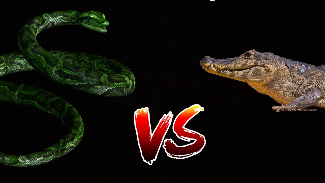 Amazon ascension || spectacled caiman vs anaconda 1v1