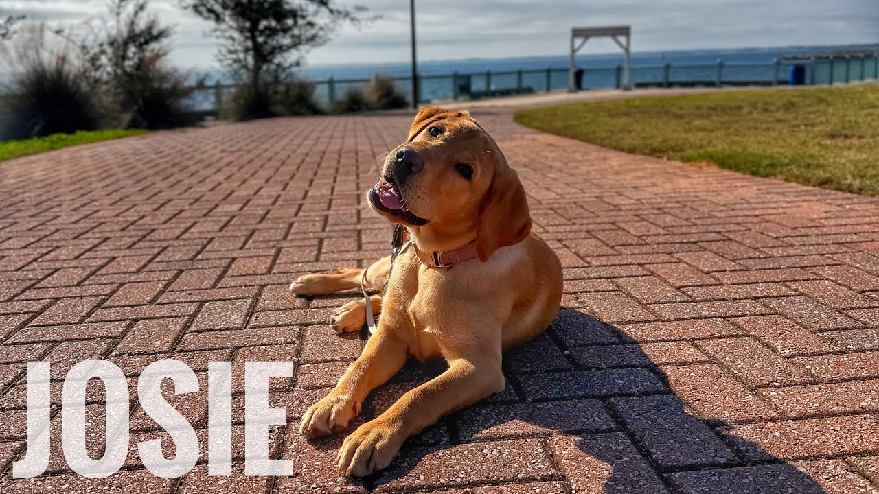 5mo Red Lab (Josie) Community K9 | Best Dog Trainers in Florida 