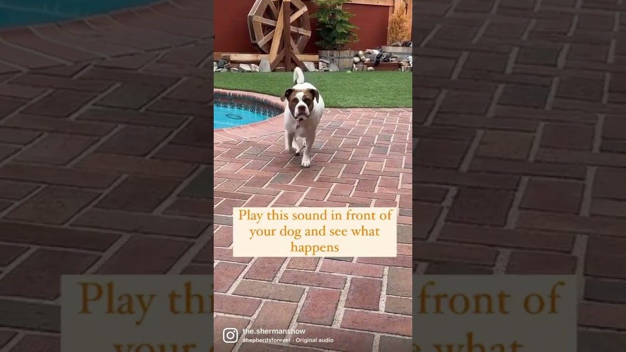 Play This Sound For Your Dog and See What Happens