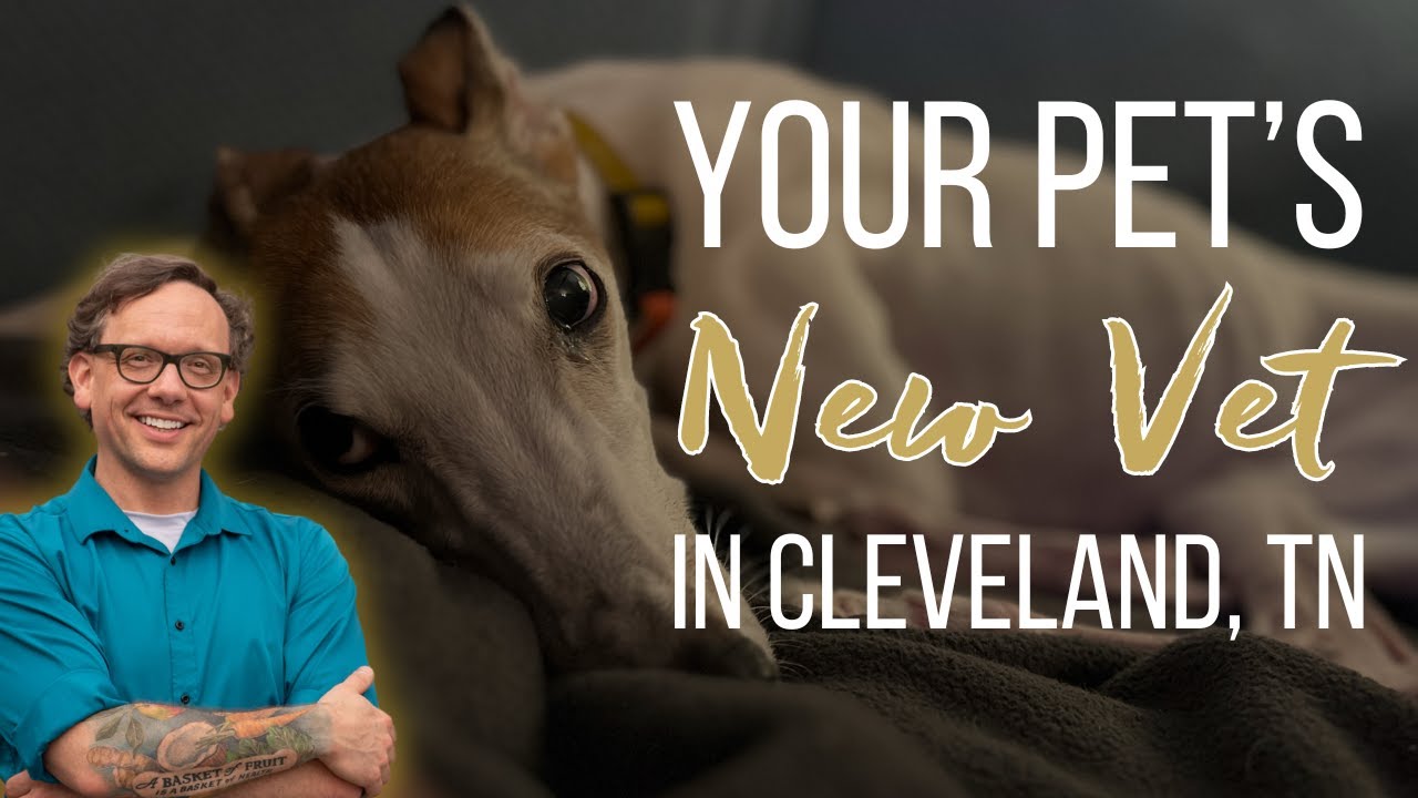 Relocating to Cleveland, TN with Pets? Top 3 Vet Clinics You Need to Know!
