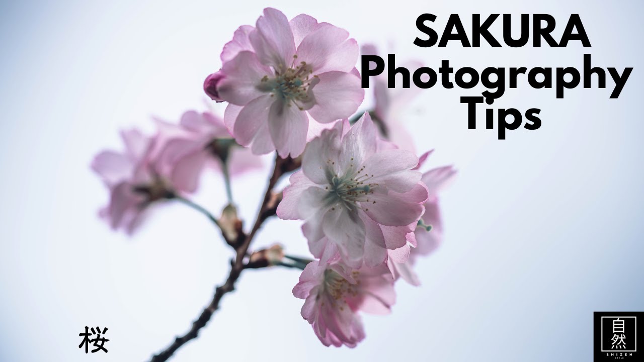 Capturing Spring: The Ultimate Guide to Cherry Blossom Photos