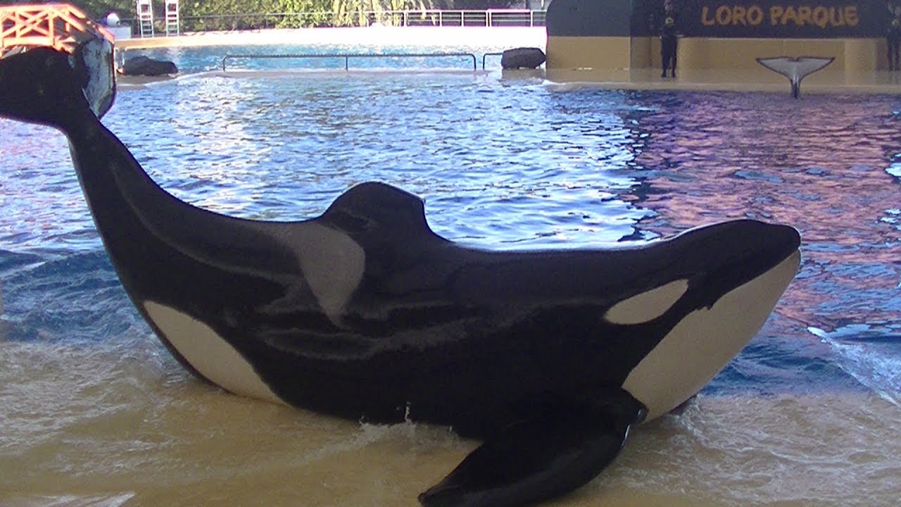 Face to face w/Keto & Adan - January 17, 2020 - Loro Parque, Spain