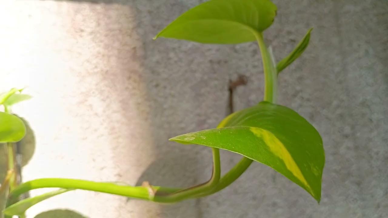 Trees and small plants grow in your home 🏡..