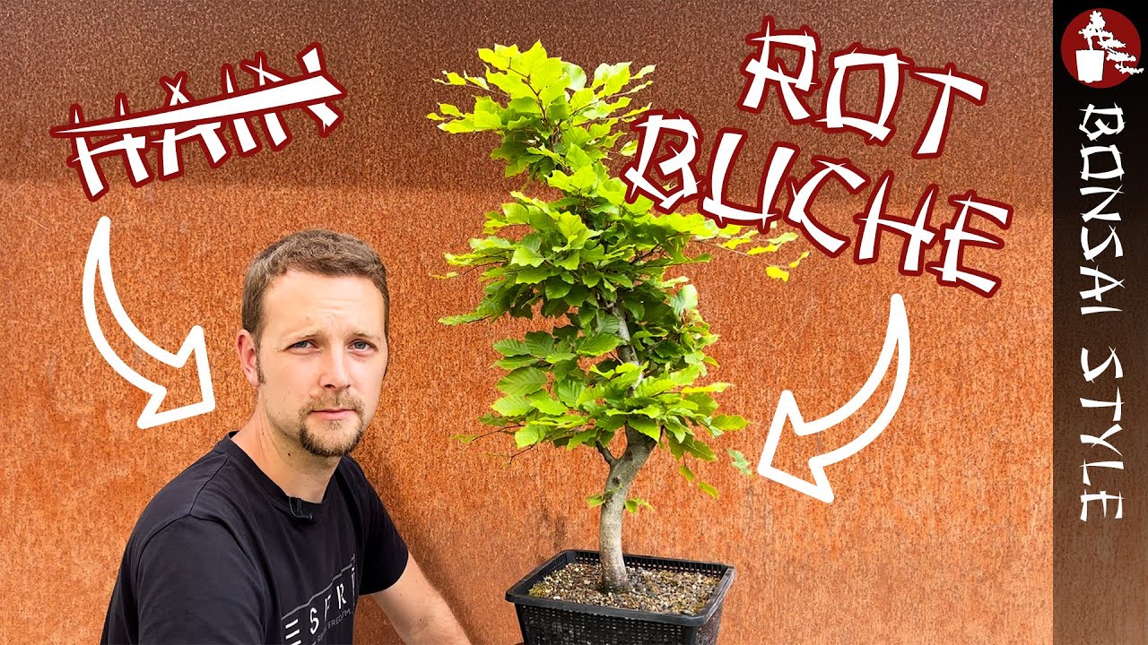Meine Rotbuche von Holger | 3 Jahre Entwicklung | #124