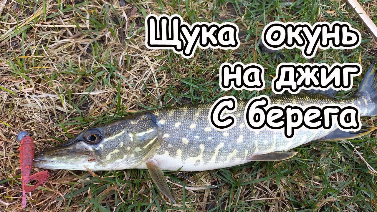 Щука и окунь на джиг на рака с берега или ловля щуки весной