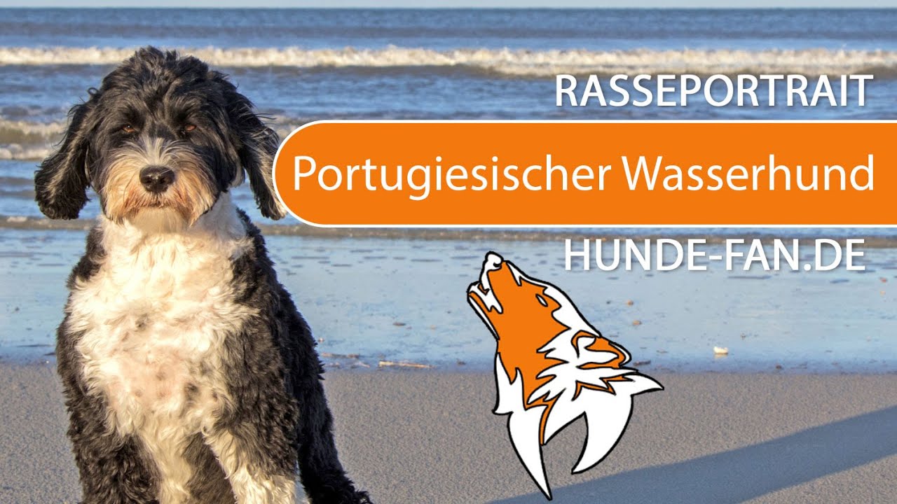 ► Portugiesischer Wasserhund [2021] Rasse, Aussehen & Charakter