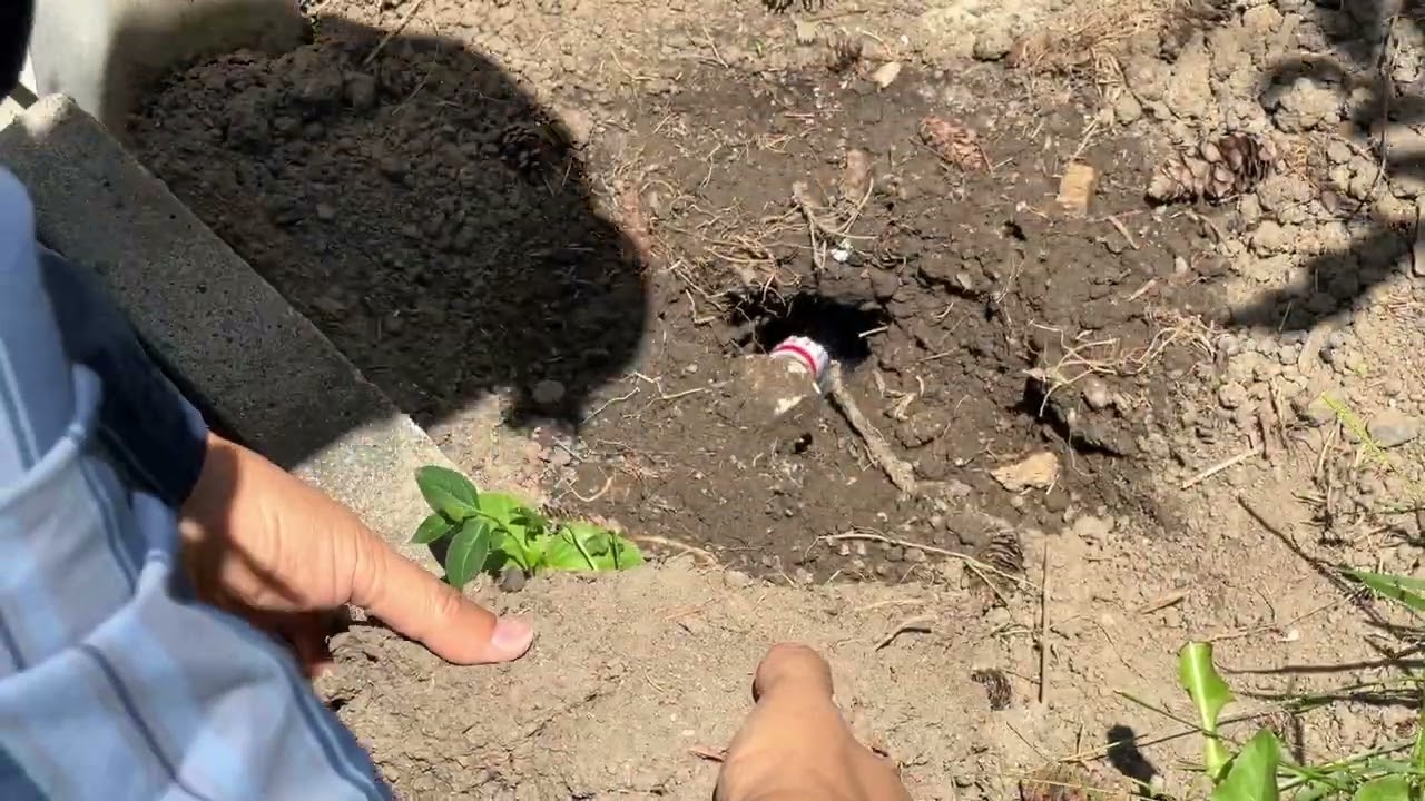 控制花园老鼠 - 烟熏老鼠洞