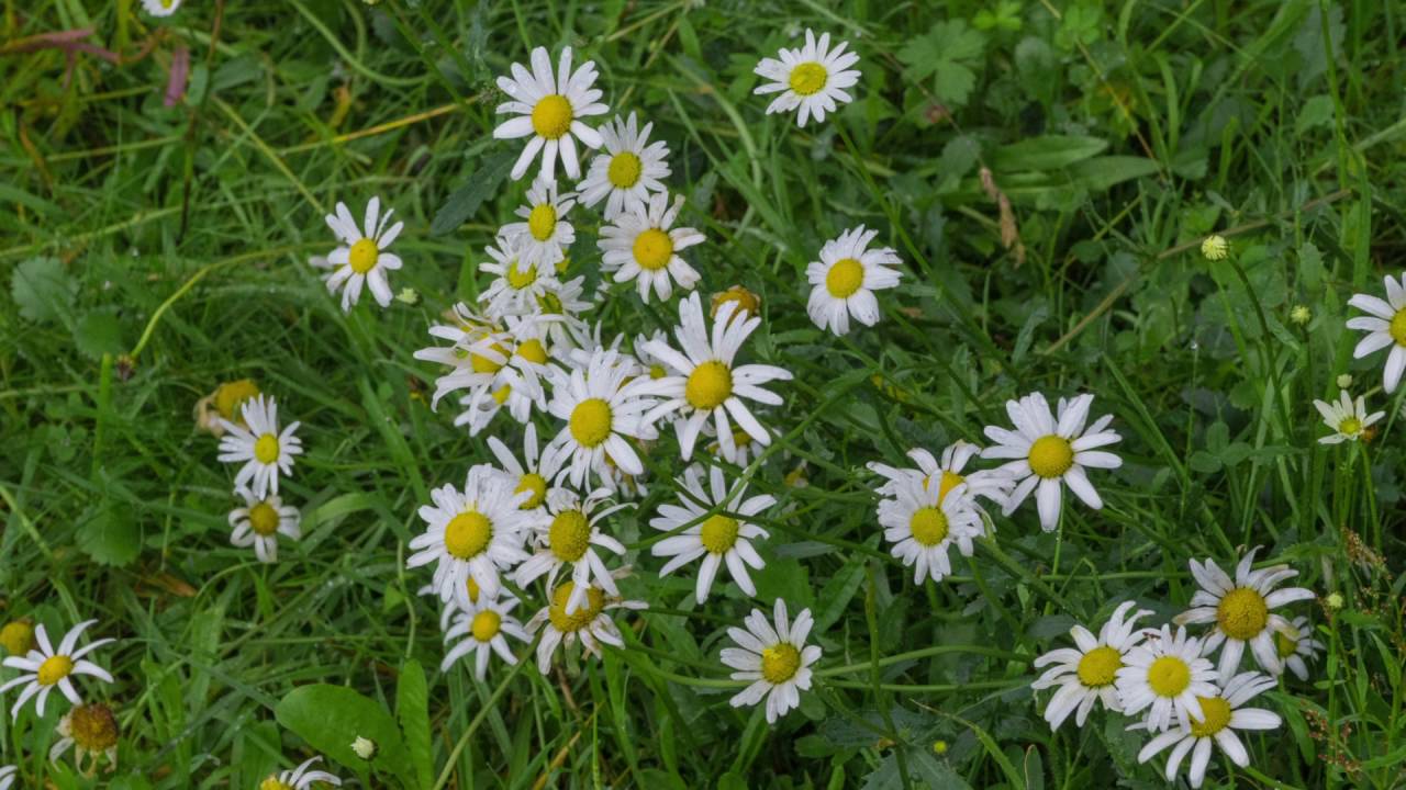Himmelsteig Bad Peterstal-Griesbach