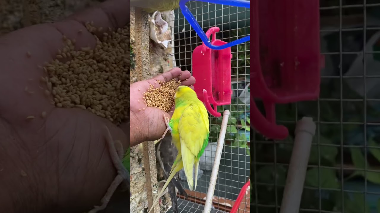 Budgies having fun