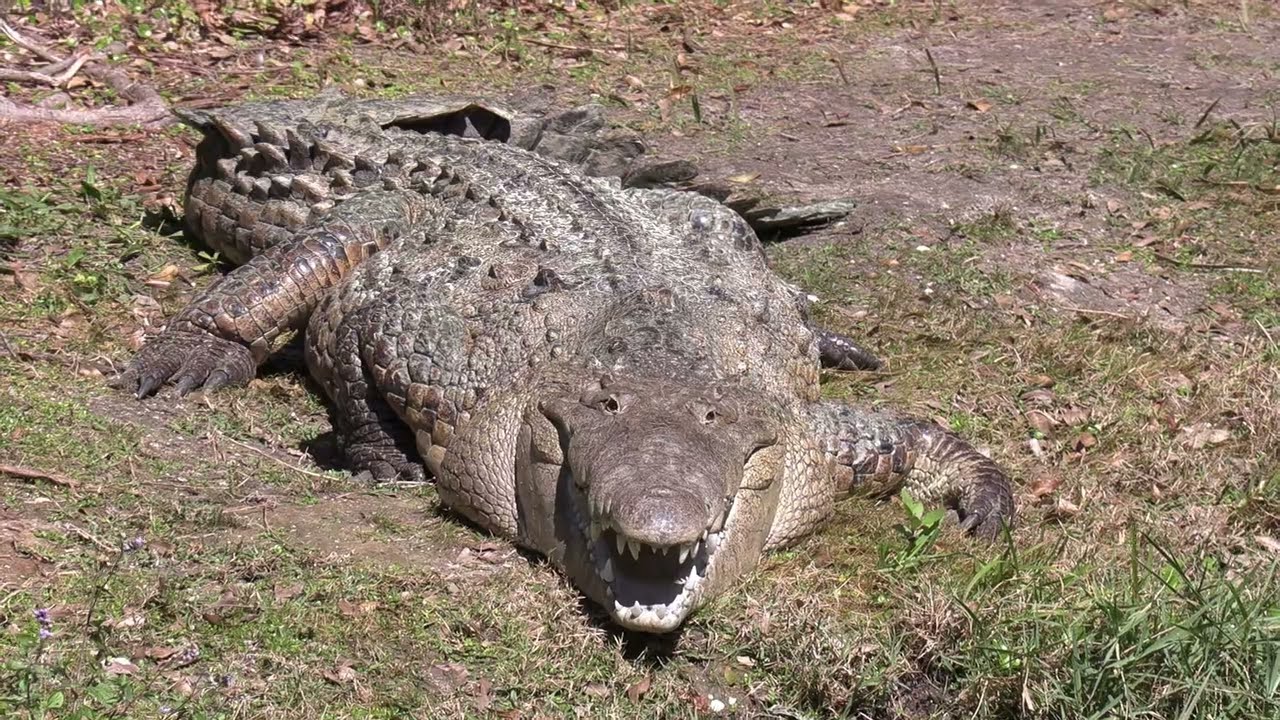 Brevard Zoo 2202022 4K