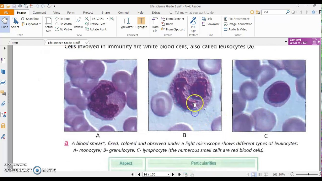 Activity 2: organs, cells and molecules of the immune system Grade 8
