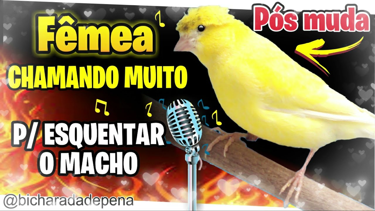 COM ESTE CANTO SEU CANÁRIO BELGA VAI SAIR DA MUDA E CANTAR RÁPIDO + FÊMEA PIANDO + Canto Campainha