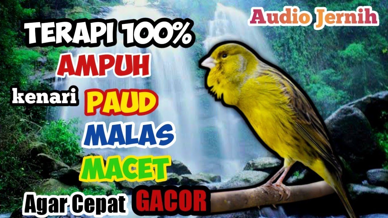 Terapi burung kenari paling EFEKTIF||AMPUH untuk kenari PAUD dan kenari MACET agar cepat GACOR DOR