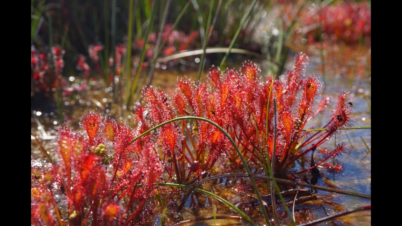 En busca de PLANTAS CARNÍVORAS en el New Forest